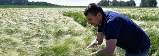 Syngenta heeft een ruim assortiment Hybride wintergerst, ook BYDV resistente rassen