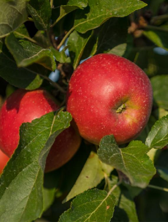 Appel