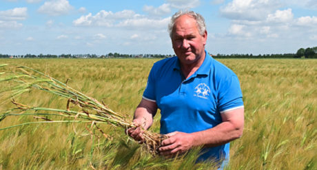 Een van de belangrijke overwegingen om voor HYVIDO hybride gerst te gaan, is naast de goede opbrengsten, het feit dat je vroeg kunt oogsten.