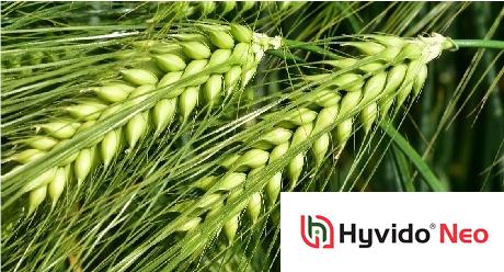 SY KESTREL - HYVIDO Neo BYDV resistent gerstras