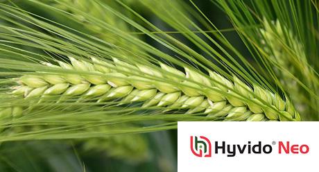 SY Zoomba is de eerste BYDV resistente HYVIDO hybride gerst