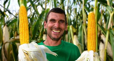 Nieuwe maïsrassen voor 2026