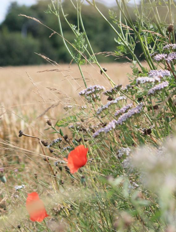 Biodiversity artikel banner 001