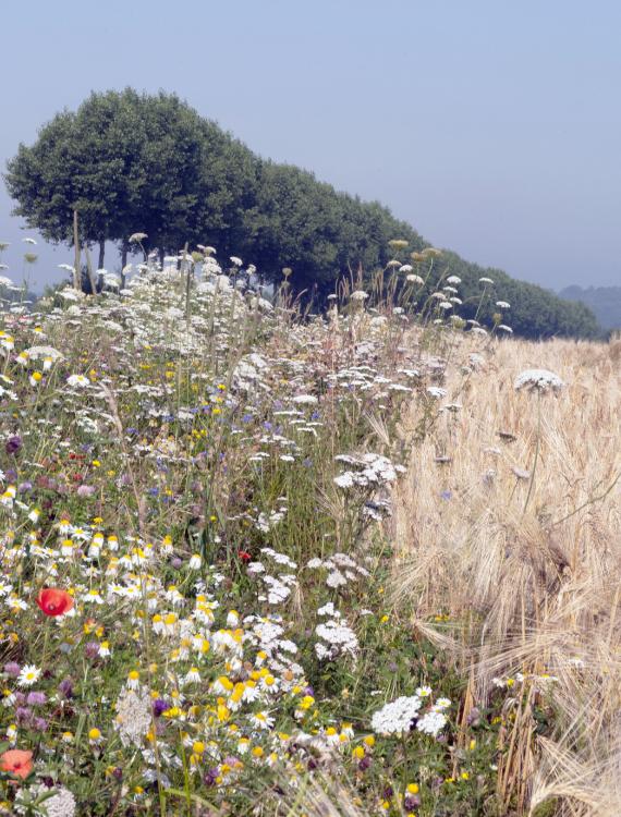 Biodiversity artikel banner 003