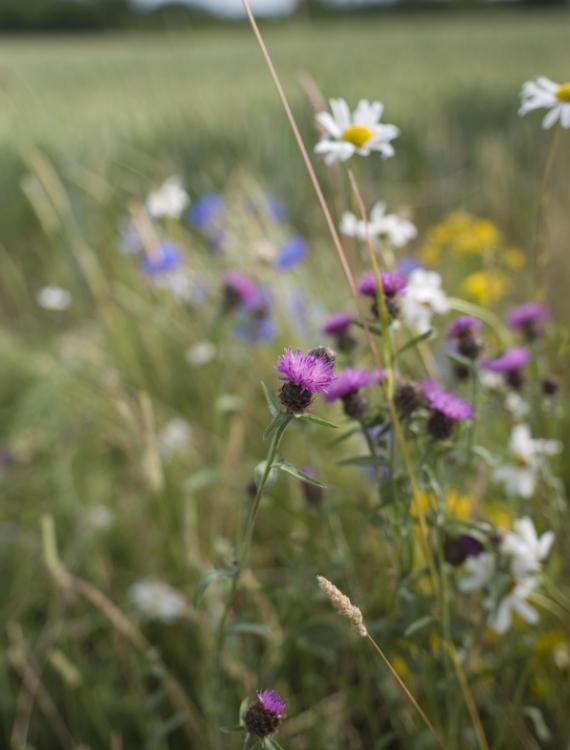Biodiversity artikel banner 002
