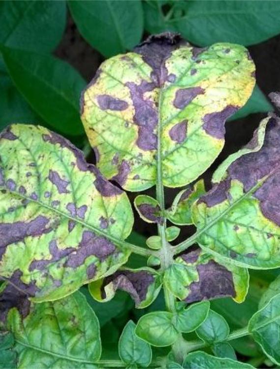 Alternaria