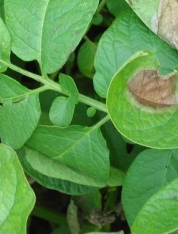 Phytophthora