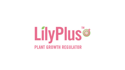 570x320_sierteelt_producten_Lilly plus.png