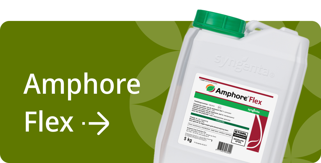 Ter voorkoming van Phytophthora heeft Syngenta een breed pakket aan middelen: AMPHORE FLEX  inzetten als het schema uit de hand loopt en onder natte omstandigheden.
