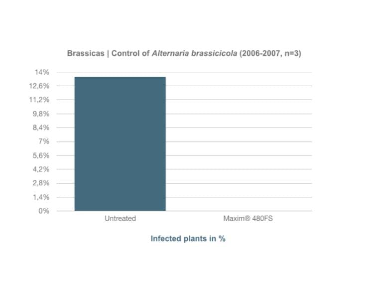 FarMore | ENG | Brassicas 002