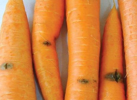 FarMore Diseases (UK) | Syngenta Nederland