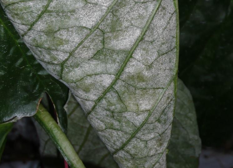 Meeldauw paprika