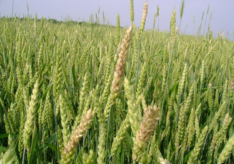 Aarfusarium in tarwe preventieve maatregelen