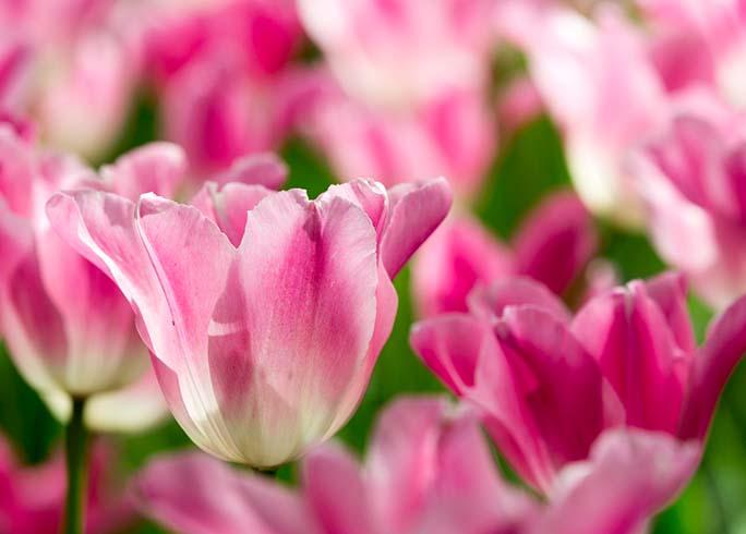 Santox tulp