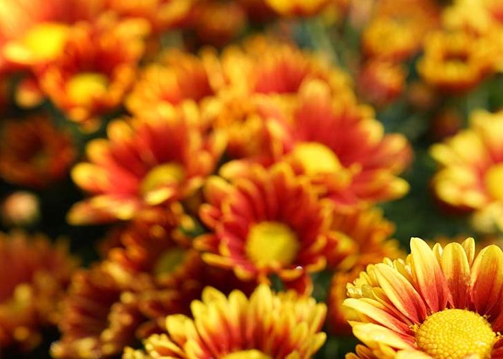 Sierteelt Chrysant