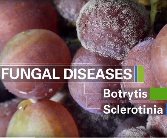 Fungal diseases