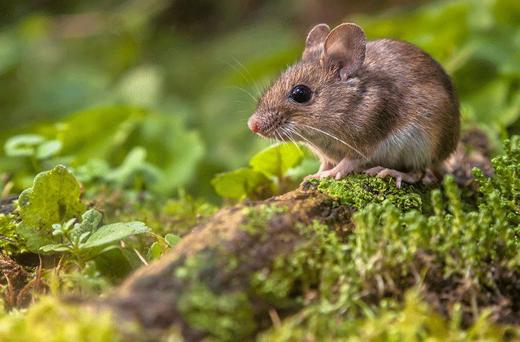 Klerat ratten