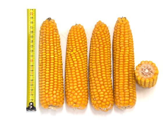 SY Silverbull ultravroeg mais ras, zeer vroege varieteit FAO190-200