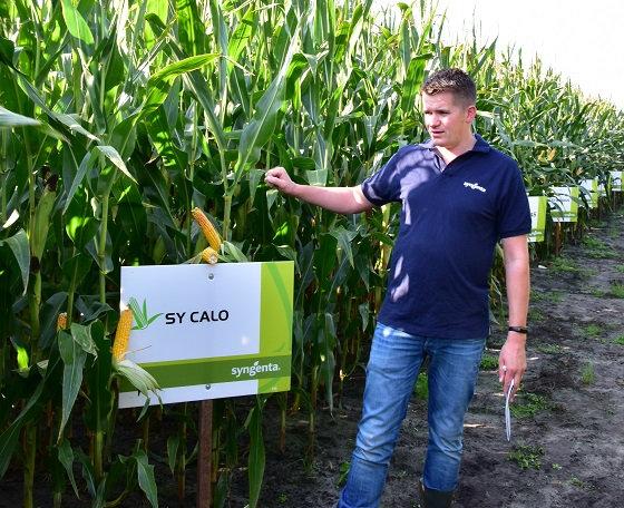 Wouter Wijnhouts Syngenta: SY Calo is een zeer stevig ras met hoog zetmeelgehalte en prima verteerbaarheid