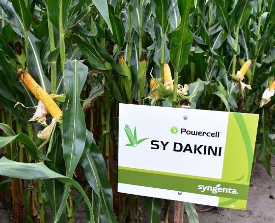 SY Dakini middenvroege  snijmais van Syngenta zeer hoge VEM opbrnegsten, zeer betrouwbaar gewas