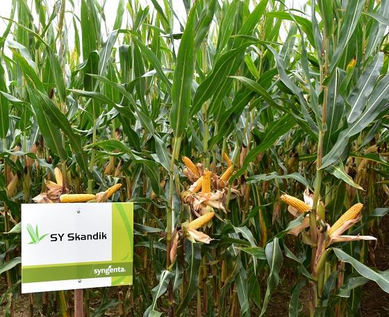 SY Skandik snijmais Syngenta, zeer hoog opbrengstpotentieel, top VEM, verteerbaarheid en zetmeel. Geen builenbrand