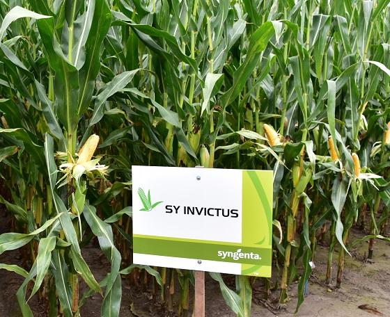 SY Invictus snijmaistopper met zeer hoge opbrengsten, massaal Syngenta maisras