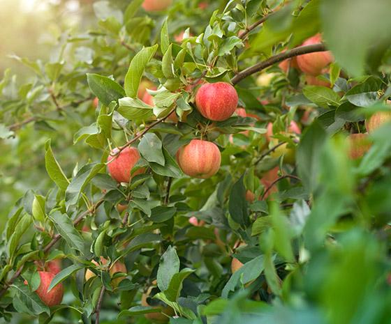 Appel