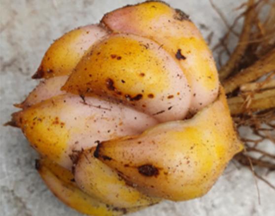 Lichte Rhizoctonia aantasting op de bol vanuit de proef