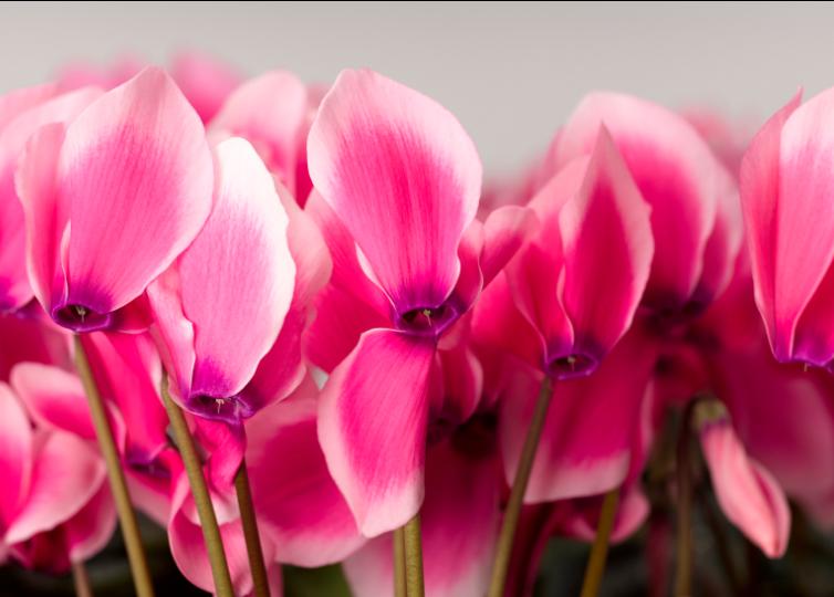 Vestiging Flowers Bleiswijk