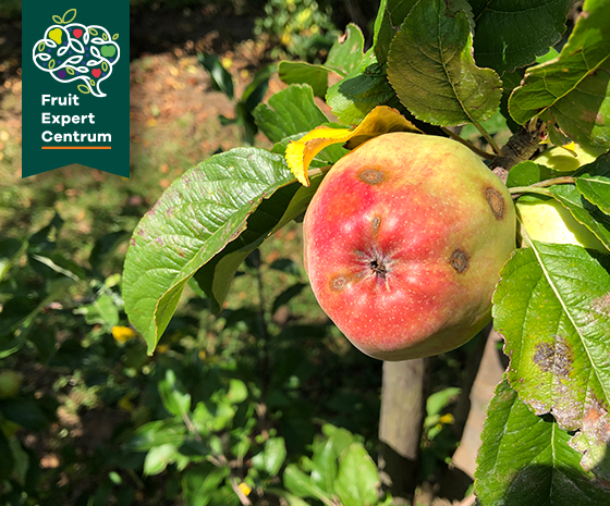 Fruit Expert Centrum Schurft