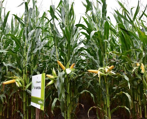 SY Amfora - middenvroeg Syngenta Ppwercell ras, dubbeldoel