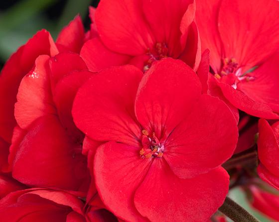 Geoxe Geranium