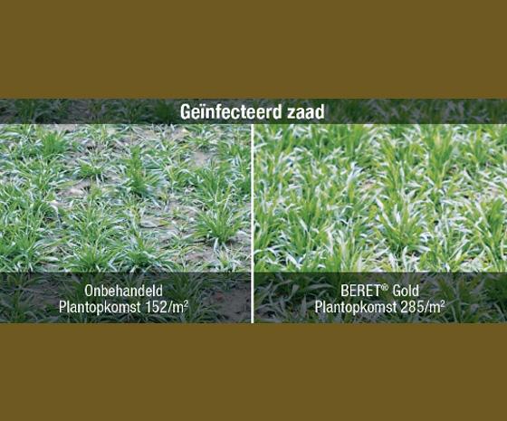 Geïnfecteerd zaad