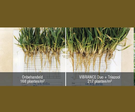 Voordelen Vibrance duo