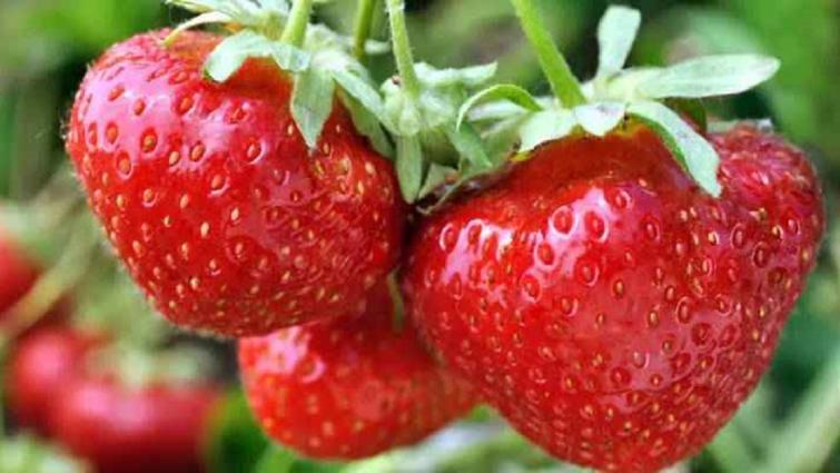 1132X637_BNL_Aardbeitjes
