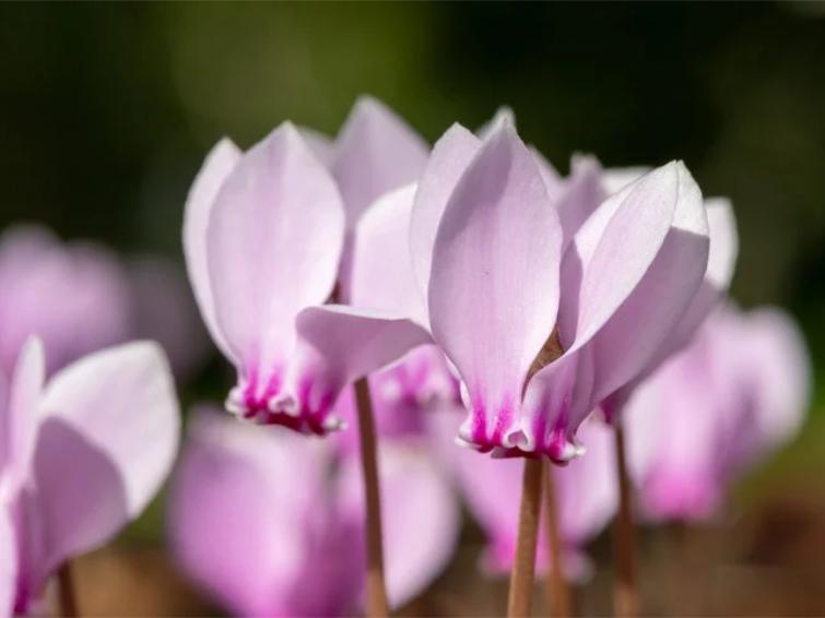 Bloemen