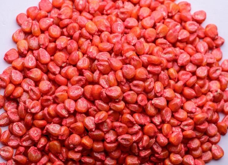 Syngenta heeft  zaaizaadbehandelingen mais met standaard VIBRANCE, daarnaast met vogelafweer en/of anti-ritnaalden