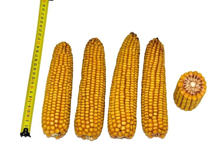 SY Arax, de nieuwe zetmeelgigant