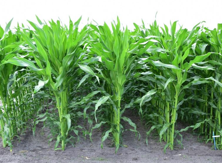 SY ARAX uitstekend droogtetolerant middenvroeg snijmaïsras