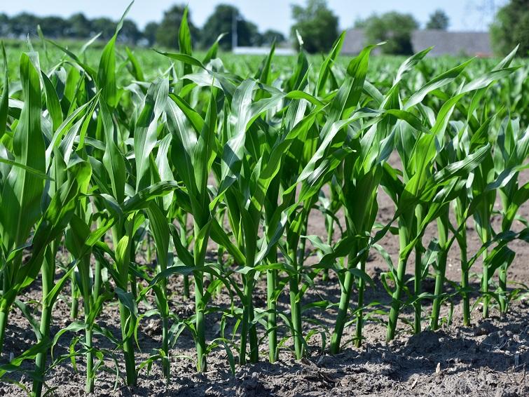SY Liberty vroege snijmais van Syngenta met de allerbeste jeugdgroei. Vroeg rijp maar zeer massaal gewas