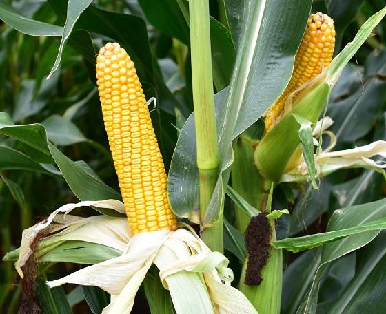 SY Talisman -vroege dubbeldoelmais, ook als biologisch zaad verkrijgbaar