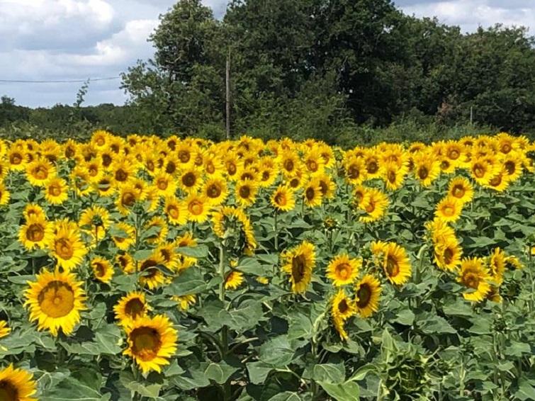 SY Arco is hét aanbevolen zonnebloemras voor deze regio. Vroege bloei en vroege afrijping
