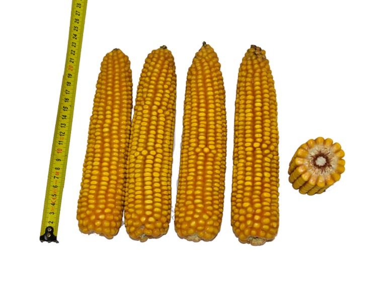 SY Astrella, stevige korrelmais, fusariumtolerant, goede builenbrandtolerantie