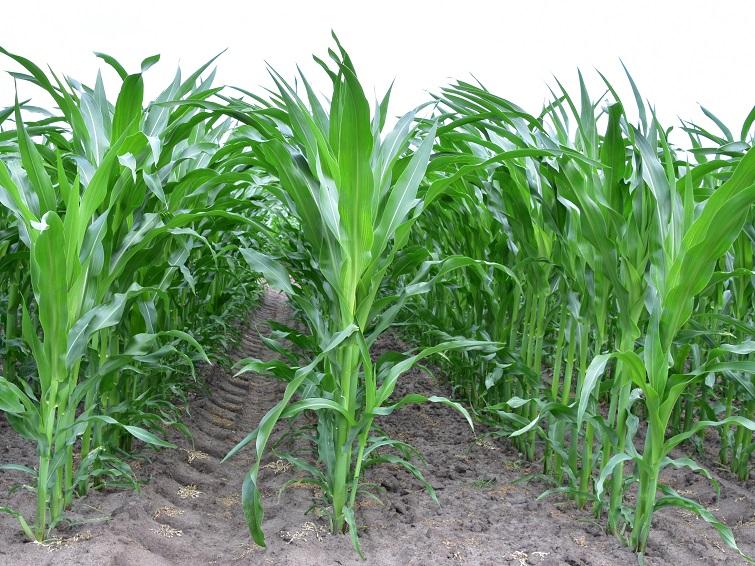 SY Astrella vroege korrel-snijmais van Syngenta