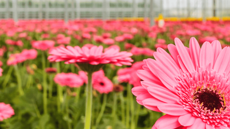 Gerbera schimmelbestrijding