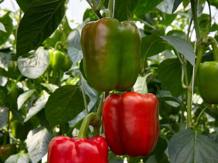 Paprika Bedena