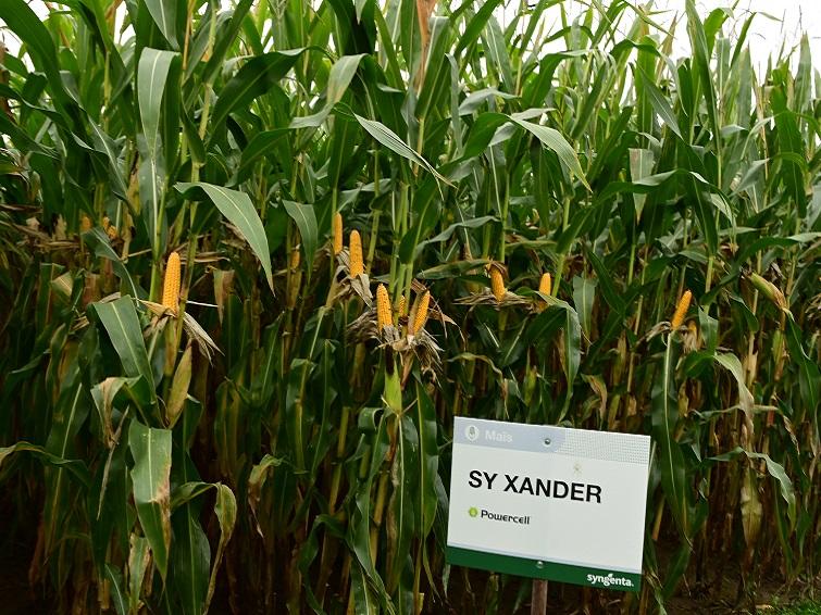 SY XANDER nieuwe beloftevolle middenvroege snijmais syngenta