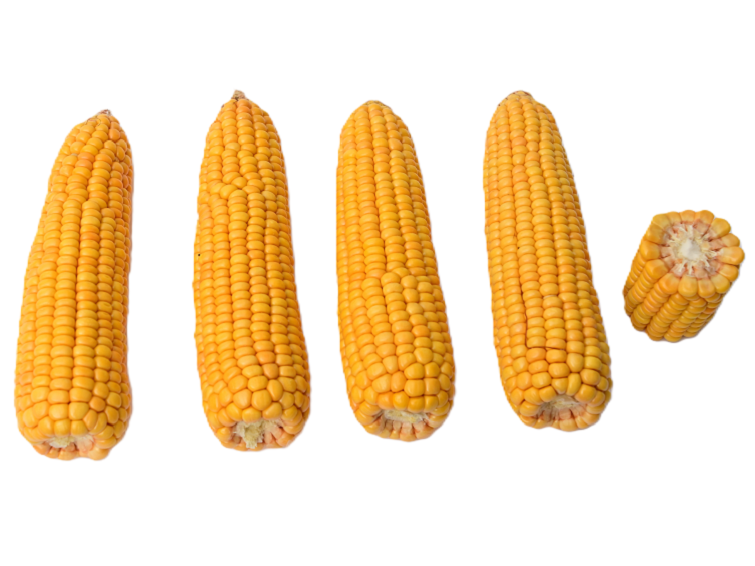 Agile vroege dubbeldoelmais Syngenta met topopbrengsten