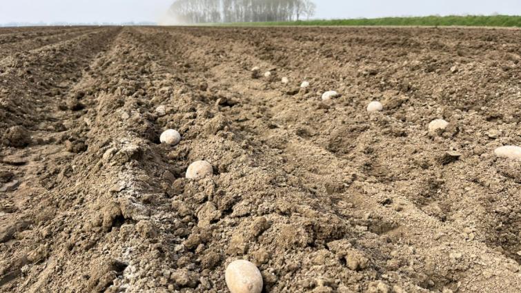 Aardappelen in de veur