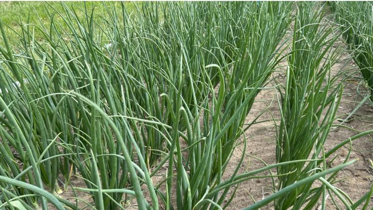 onion field